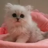 ペルシャ(チンチラ)