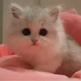 ミヌエット(短足)