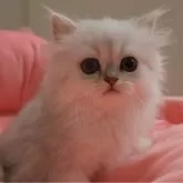 ペルシャ(チンチラ)