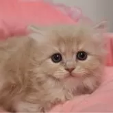 スコティッシュフォールド(立ち耳)