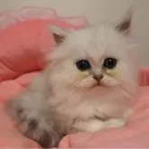 ペルシャ(チンチラ)