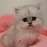 ペルシャ(チンチラ)