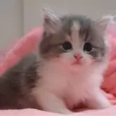 ノルウェージャンフォレストキャット