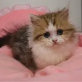 ミヌエット(短足)
