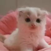 スコティッシュフォールド(折れ耳)