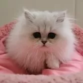 ペルシャ(チンチラ)【東京都・男の子・2024年10月25日・チンチラシルバー】の写真1