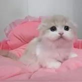 スコティッシュフォールド(折れ耳)