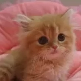 スコティッシュフォールド(立ち耳)