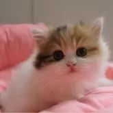 スコティッシュフォールド(立ち耳)