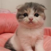 スコティッシュフォールド(折れ耳)