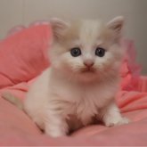 ノルウェージャンフォレストキャット