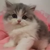 スコティッシュフォールド(立ち耳)