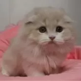 スコティッシュフォールド(折れ耳)