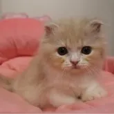 スコティッシュフォールド(折れ耳)