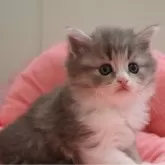 ノルウェージャンフォレストキャット