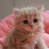 スコティッシュフォールド