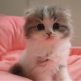 スコティッシュフォールド