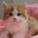スコティッシュフォールド(立ち耳)