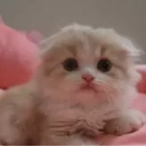 スコティッシュフォールド(折れ耳)【東京都・女の子・2025年6月24日・クリームタビー&ホワイト】の写真1