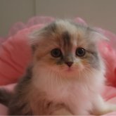 スコティッシュフォールド