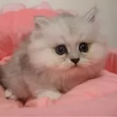 ミヌエット(短足)