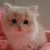 スコティッシュフォールド