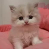 スコティッシュフォールド(立ち耳)