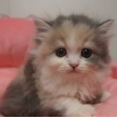 スコティッシュフォールド