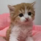 スコティッシュフォールド(立ち耳)