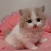 スコティッシュフォールド(立ち耳)