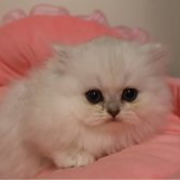 ペルシャ(チンチラ)