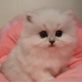 ペルシャ(チンチラ)