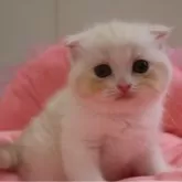 スコティッシュフォールド(折れ耳)