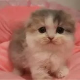 スコティッシュフォールド(折れ耳)