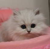 ペルシャ(チンチラ)