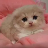 スコティッシュフォールド(折れ耳)