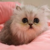 ペルシャ(チンチラ)