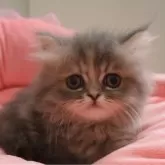 ミヌエット(短足)