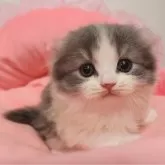 スコティッシュフォールド(折れ耳)