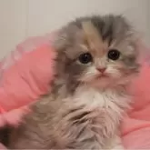 スコティッシュフォールド(折れ耳)