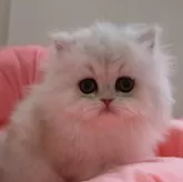 ペルシャ(チンチラ)