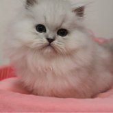 ペルシャ(チンチラ)