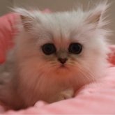 ペルシャ(チンチラ)