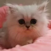 ペルシャ(チンチラ)