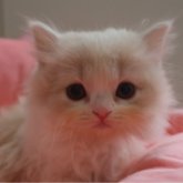 スコティッシュフォールド