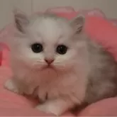 ミヌエット(長足)