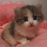 ノルウェージャンフォレストキャット