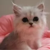 ペルシャ(チンチラ)