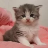ノルウェージャンフォレストキャット