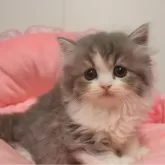 スコティッシュフォールド(立ち耳)